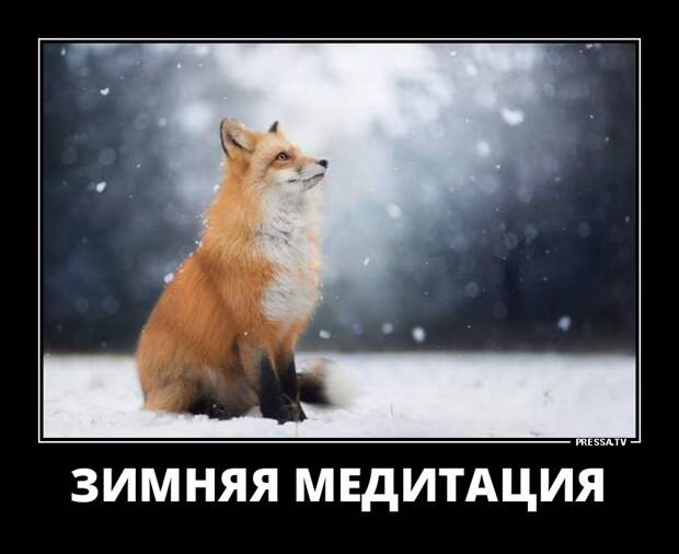 Новые смешные демотиваторы (46 фото)