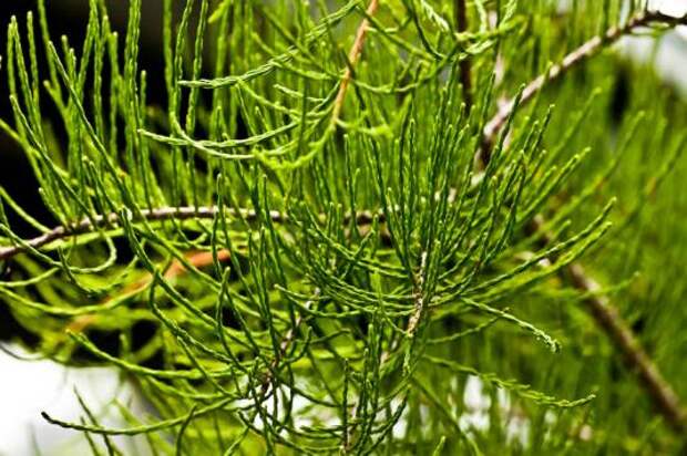 Таксодий черепитчатый (taxodium ascendens)