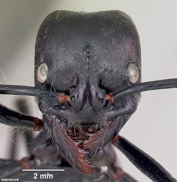 Не опасные, но большие. Самыми большими муравьями в мире, проживающими в Африке, являются представители рода Formicidae, подсемейства Ponerinae — Dinoponera Roger муравьи, насекомые, опасные, страшные, фауна