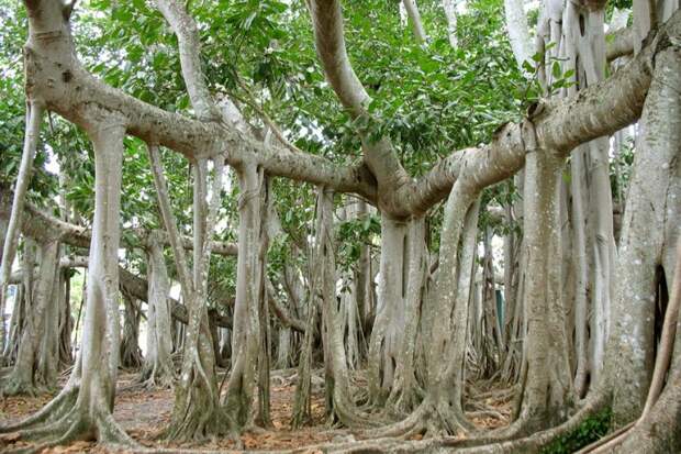 Национальное дерево Индии - Великий баньян