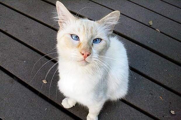 Милейшие косоглазые коты, чей изъян делает их уникальными животные, косоглазые  коты