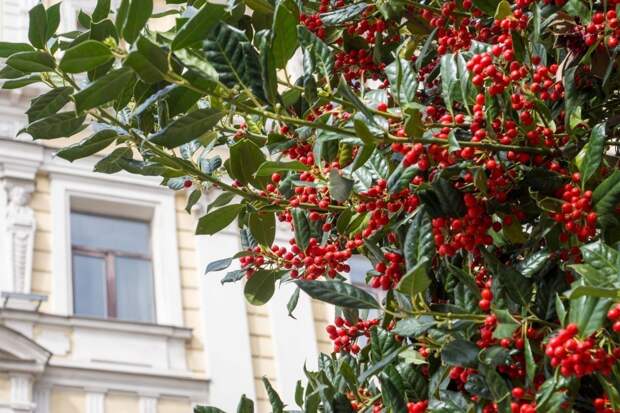 На Большой Морской в Петербурге высадили необычные деревья - остролисты