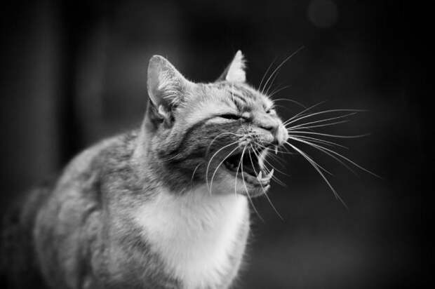 Интересные факты о котах и кошках