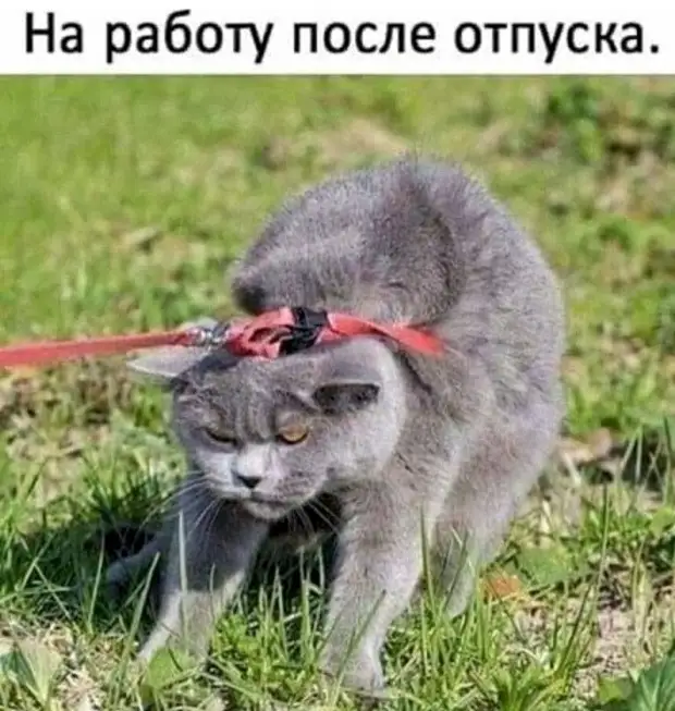 — Дочь, представь нам своего избранника.  — Это Адик, он модный одесский шиномонтажье Вовочка, Василий, вообще, кpетин, доске, только, геометpии, звездой, лайкнул, увидел, лайковПервым, миллиона, ждать, стала, выложила, вконтакте, кормит…Решила, стать, интернетТеперь, голодовку…
