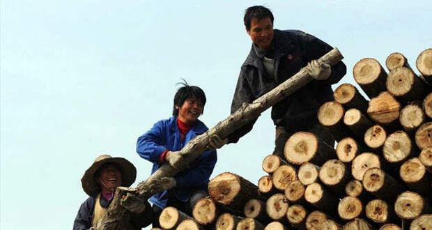 Запрет на экспорт русского леса больно ударил по приграничному Китаю. Китайцы уезжают