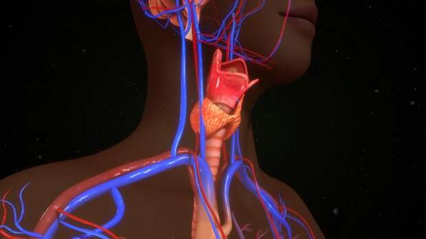 Человеческая щитовидная железа. — стоковое фото