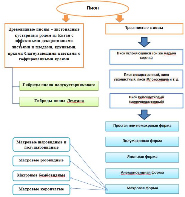 Схема видов пионов