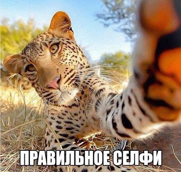 Подборка картинок (20 фото)