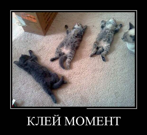 Демотиваторы бревно, демотиваторы, юмор