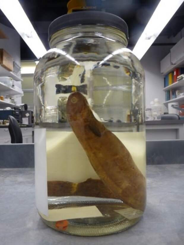Обезьяний угорь или сименхел (лат. Simenchelys parasitica) (англ. Snubnosed eel) 