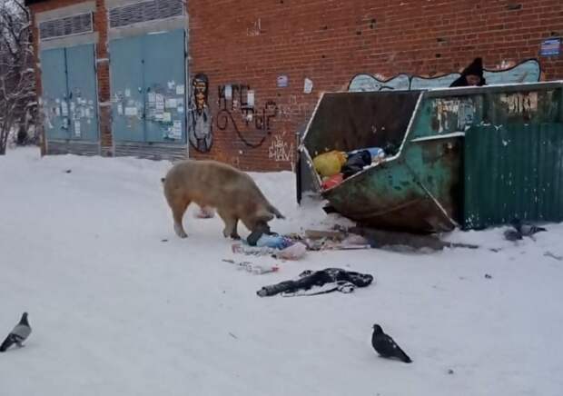 Свиньи раздора, захватившие Ревду, замаскировались под собак
