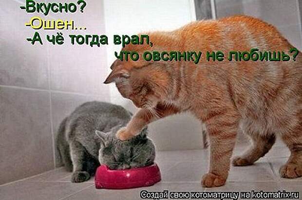 1406904218_novaya-kotomatrica-26