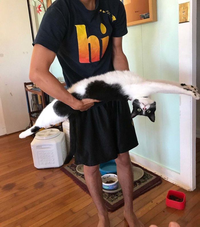 13 фото, доказывающих, что коты могут быть бесконечно длинными