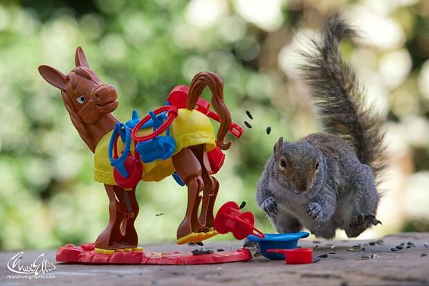CuriousSquirrels09 Любопытные белки в кадре британского фотографа