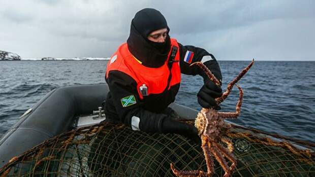 Сотрудник береговой охраны пограничного управления ФСБ России по Мурманской области выпускает пойманного браконьерами камчатского краба в Баренцевом море