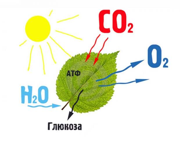 Интересные факты о растениях