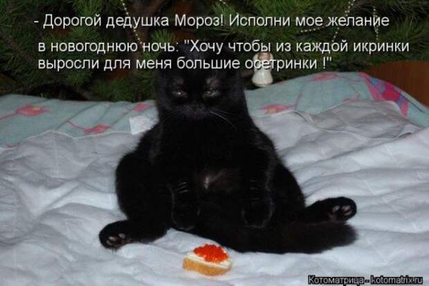 Котоматрицы на Новый год