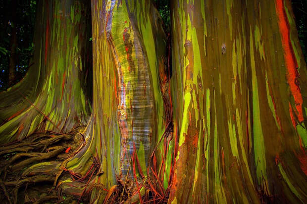 Бутылочное дерево, Ходячая пальма, Дуб ангела, Радужный эвкалипт: самые необычные деревья