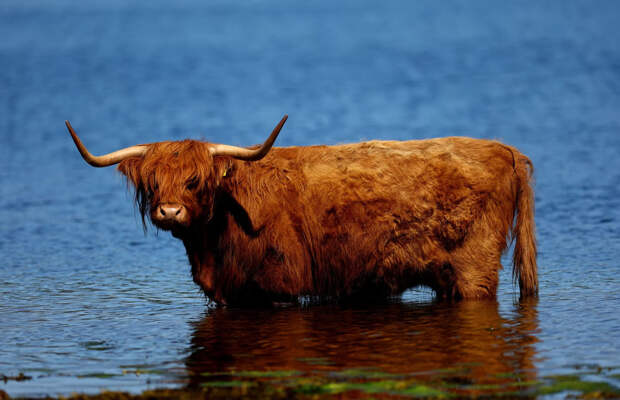 Шотландская порода коров