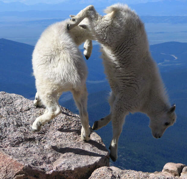 Козлы, которым не ведома боязнь высоты crazygoats13 Козлы, которым не ведома боязнь высоты