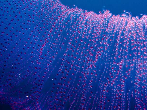 Водолазы-любители на дне океана столкнулись с таинственным светящимся существом… Только взгляните на это!