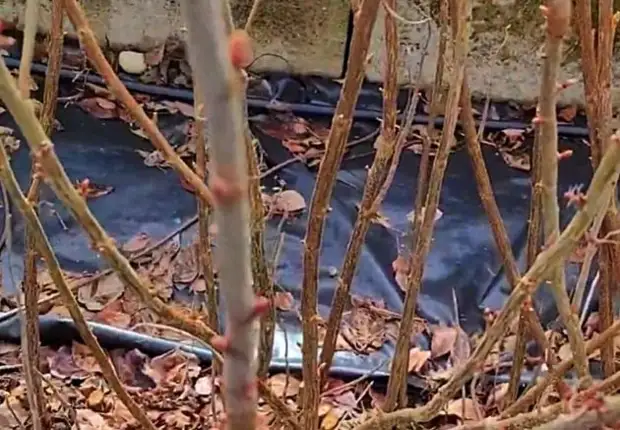 Подкормка смородины и крыжовника в конце апреля для того, чтобы на них была гора плодовых почек