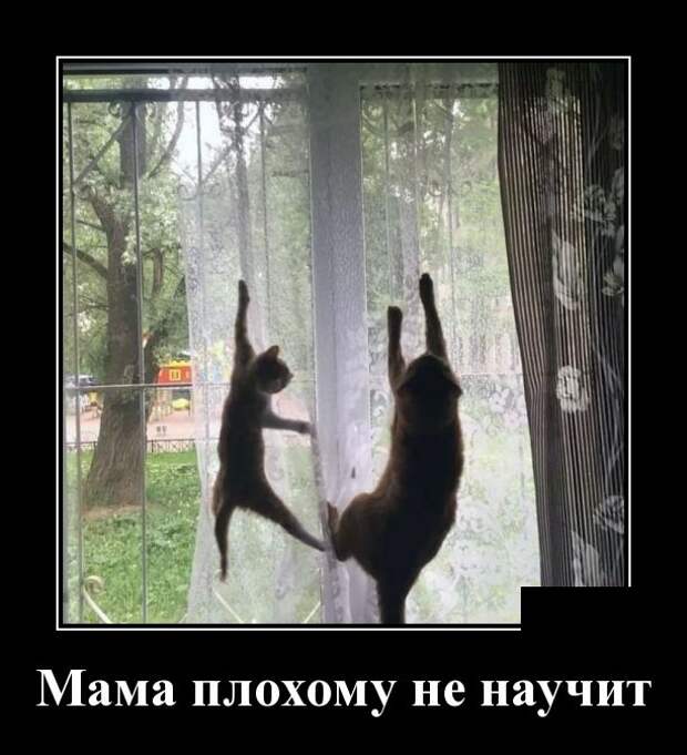 Демотиваторы (30 фото)
