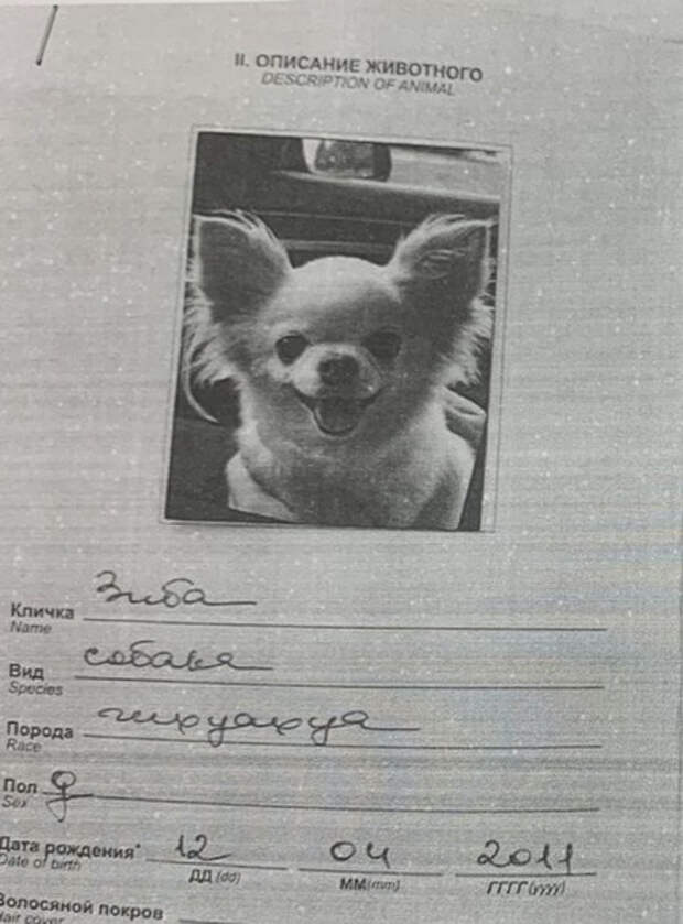 Две бывшие подруги поборются в суде Петербурга за Зибердольчевиту