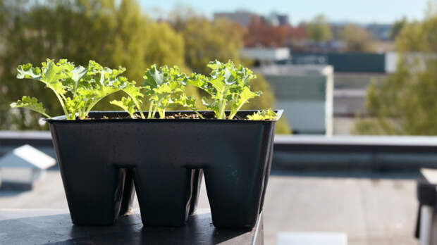 Как закалить рассаду перед высадкой: простые способы получить большой урожай