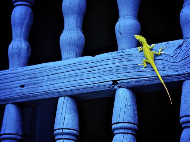 Лучшие фотографии от National Geographic за 2012 год national geographic, дикая природа, животные, лучшие фотографии, природа