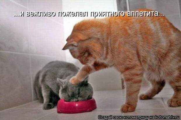 Котоматрицы (забавные картинки с надписями)