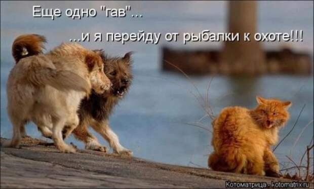 Лучшая котоматрица недели (26 шт)