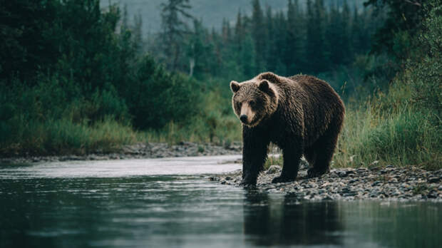Учитель закрыл собой детей во время нападения разъяренного медведя