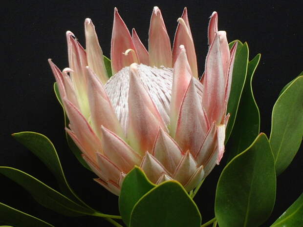 Pink%20King%20Protea (700x525, 103Kb)