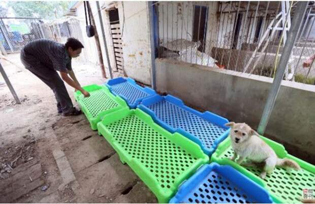 Как парень из Китая смог спасти более 700 собак