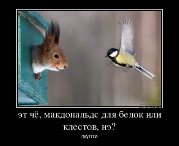 Демотиваторы, наши прикольные цитаты.