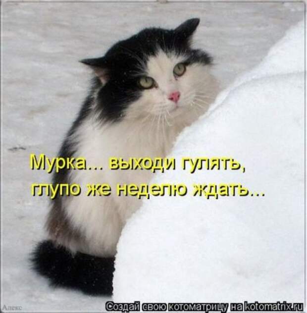 Сборник весёлых котоматриц (35 шт)
