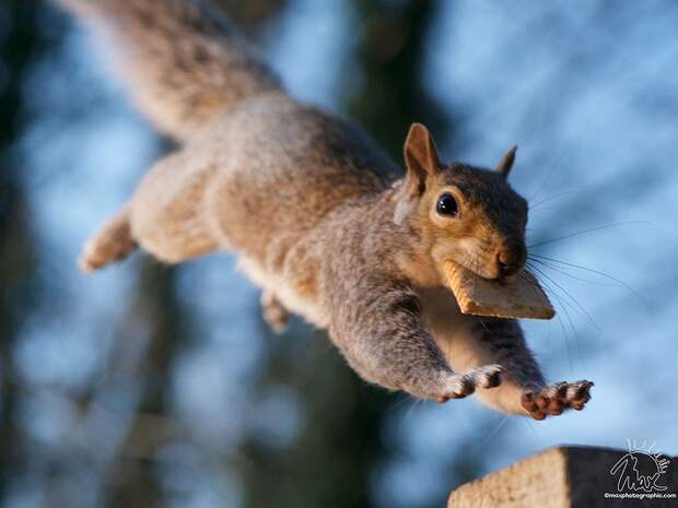 CuriousSquirrels14 Любопытные белки в кадре британского фотографа