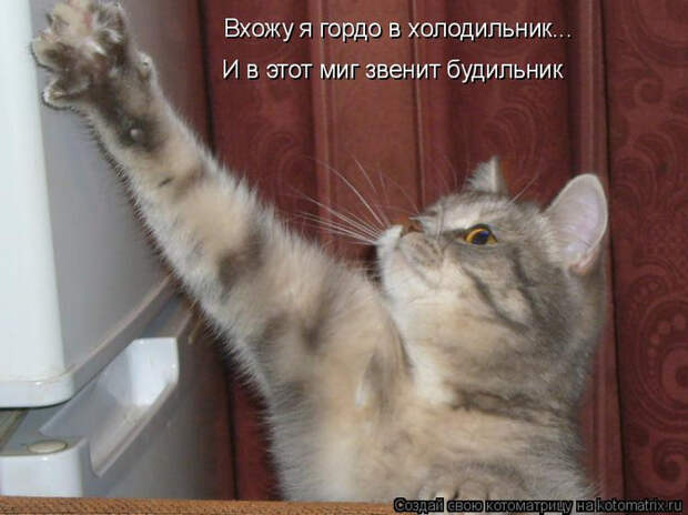 kotomatritsa_gf (700x524, 300Kb)