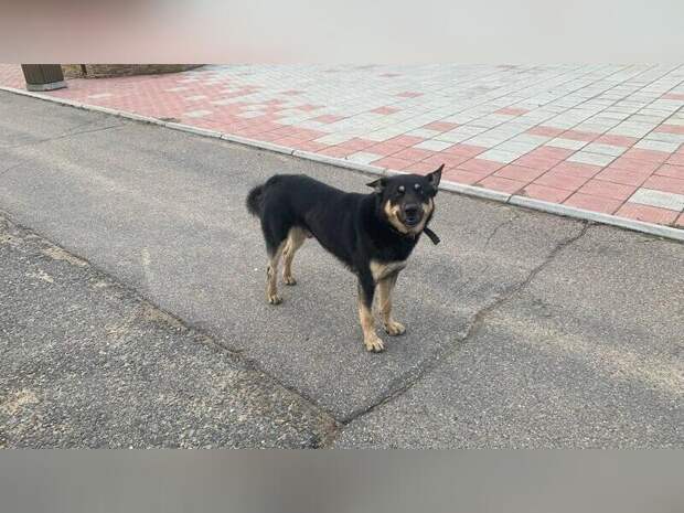 Всего семь собак отловили вчера в Чите