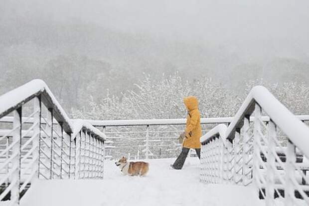 Аномальный снег в Москве и Подмосковье: поваленные деревья, сбои в транспорте и рост цен на такси