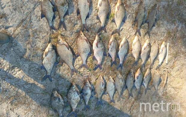 В Ленобласти браконьер наловил рыбы на 27 тысяч рублей ущерба. Теперь он фигурант дела