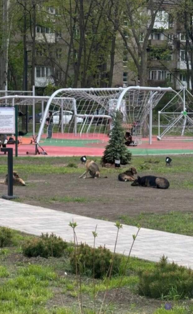 Стая собак возле детской площадки в парке "Гулливер"