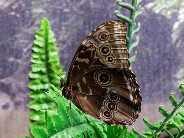 Такого не было 20 лет: в горах Челябинской области уже порхают бабочки