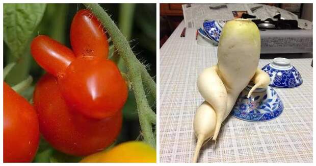 Вальяжная редька и другие фрукты-овощи, забывшие, что они растения