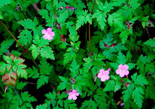 Лекарственное растение Герань Роберта (Geranium robertianum)