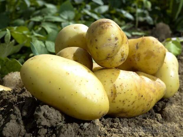 Увеличиваем урожай картофеля — лучшие сидераты для культуры