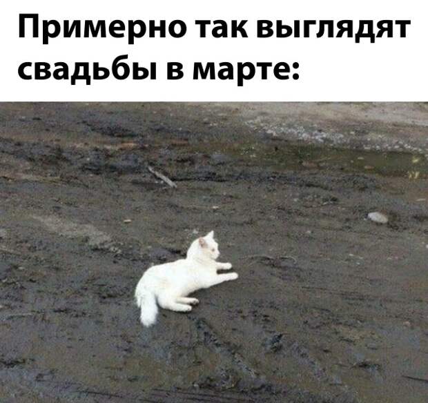 Смешные картинки 17 марта 2021 года