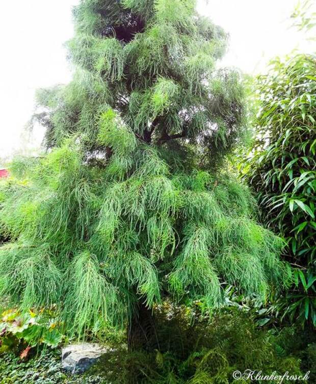 Таксодий черепитчатый (taxodium ascendens)