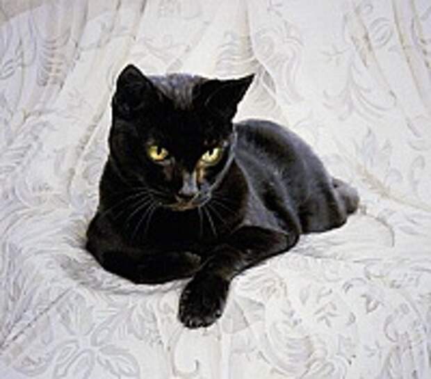 Кошки и Котята 13